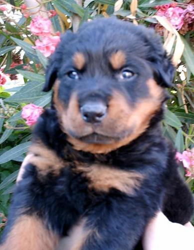 efe``s Erkek Rottweiler